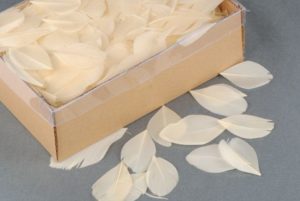 plumes crèmes
