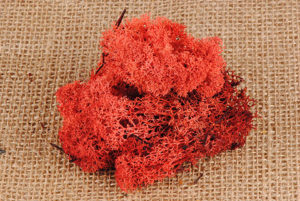 mousse d' islande orange