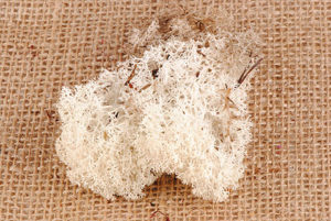 mousse d' islande naturel
