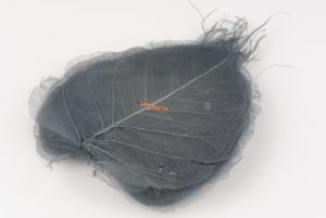 feuille squelettegris