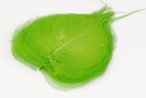 feuille squelette verte