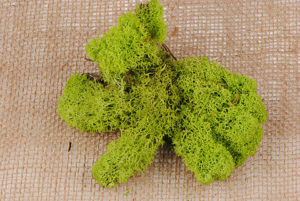 mousse d' islande verte