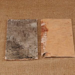 bouleau 20 cm x 10 cm