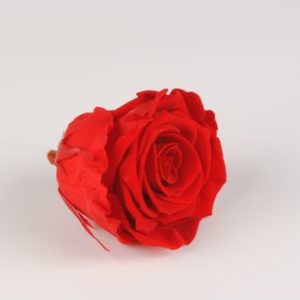 rose eternelle rouge