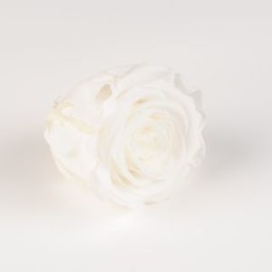 rose eternelle blanche