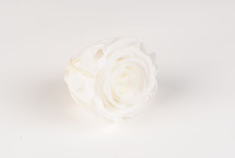 rose eternelle blanche