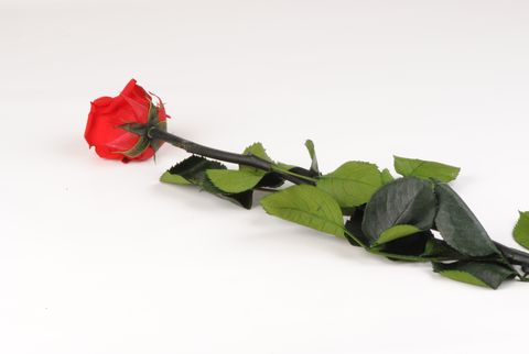 rose eternelle rouge en tige - Autour de la fleur : Accessoires de  décoration