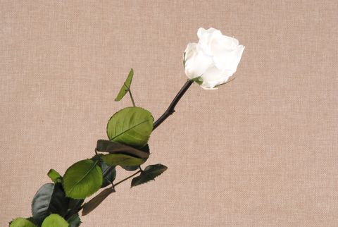 rose eternelle blanche en tige - Autour de la fleur : Accessoires de  décoration