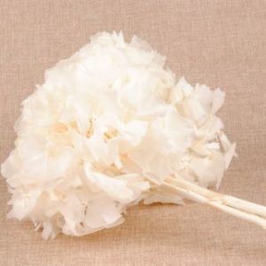 hortensia blanchi