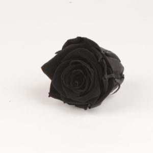 rose eternelle noire