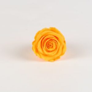 rose eternelle jaune