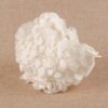 HORTENSIA BLANCHI SECHE – Image 2